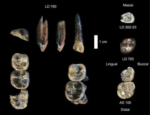 Зубы гомининов. https://www.nature.com/articles/s41586-025-09390-4