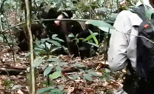 В подобных случаях ученые только наблюдают, но не вмешиваются.