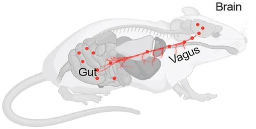 Анатомия мыши