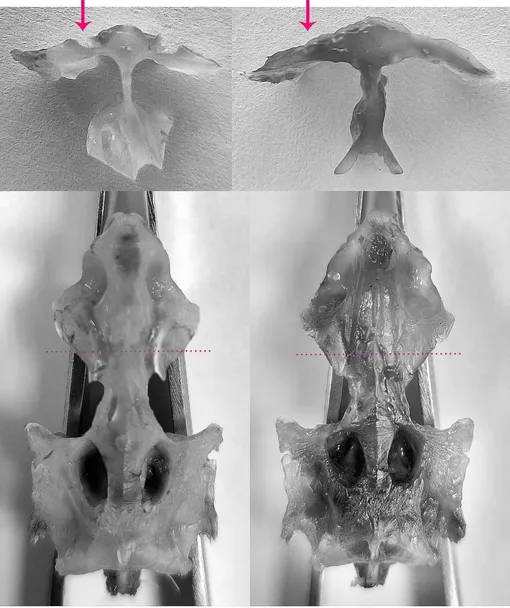 рыба с большим черепом на Камчатке