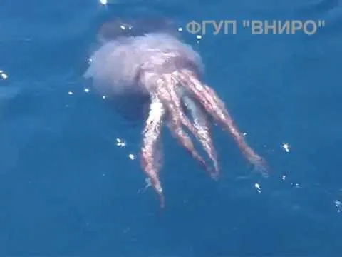 Нажми и смотри