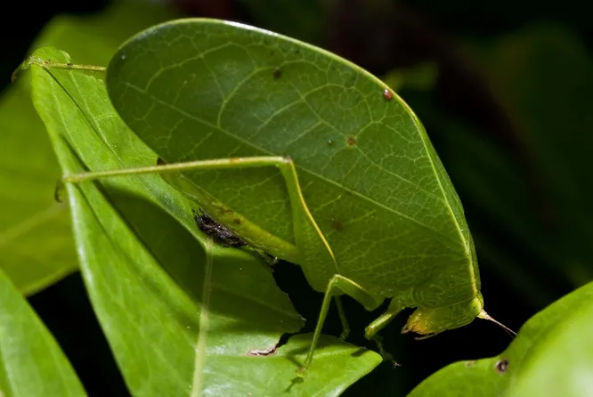 Кузнечики - мастера маскировки под листья и зеленые побеги. Рисунок на их крыльях в точности повторяет узор прожилок на молодом листе, а потому даже опытный охотник не всегда сможет различить затаившееся насекомое среди свежей листвы Кузнечики - мастера маскировки под листья и зеленые побеги. Рисунок на их крыльях в точности повторяет узор прожилок на молодом листе, а потому даже опытный охотник не всегда сможет различить затаившееся насекомое среди свежей листвы