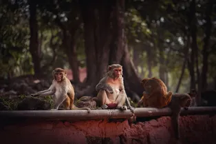 Не приближайтесь: в США ищут сбежавших лабораторных обезьян Не приближайтесь: в США ищут сбежавших лабораторных обезьян