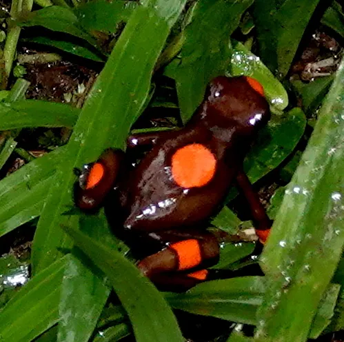 Некоторые лягушки, традиционно относимые к ядовитым арлекинам (Oophaga histrionica), в 2018 году были выделены в отдельные виды Самые ядовитые лягушки