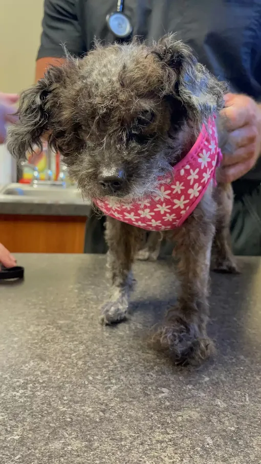 подстриженная собака