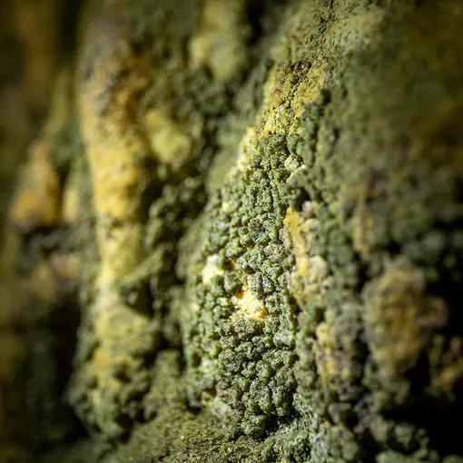 Исследователи обнаружили толстые зеленые биопленки в глубине пещер, даже при отсутствии естественного освещения.