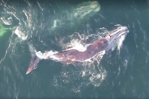 Дроны «вынюхивают» дыхание китов, чтобы проверить их здоровье Дроны «вынюхивают» дыхание китов, чтобы проверить их здоровье