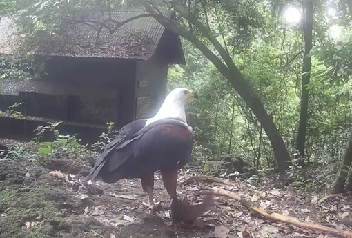 Орлан-крикун (Haliaeetus vocifer), обитающий в Африке к югу от Сахары. Обычно он питается рыбой, но на снимке он растерзал летучую мышь.