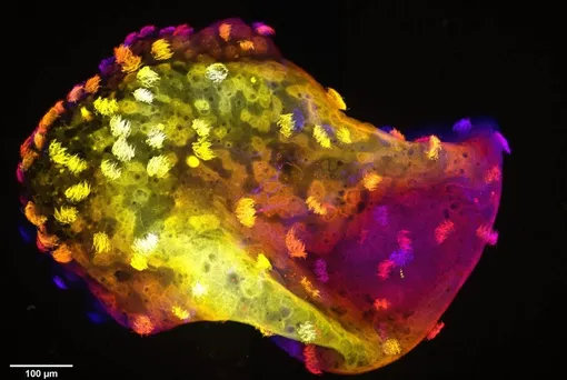 Совокупное изображение всех срезов нейробота, на котором видны многоресничные клетки на поверхности и нейроны в центре.