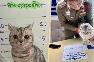Одного кота задержали за наркокурьерство, а второго за нападение на полицию! Одного кота задержали за наркокурьерство, а второго за нападение на полицию!