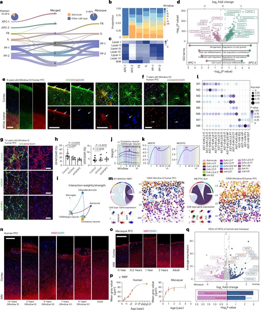 Совместное развитие нейронов и глии у человека