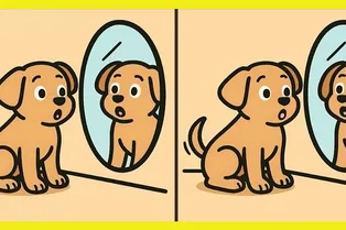 Песик перед зеркалом: найдите 3 отличия за 25 секунд
