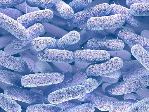 Klebsiella pneumoniae.