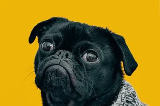 Черно-белое зрение и определение состояния здоровья по носу: 5 мифов о собаках, в которые многие до сих пор верят