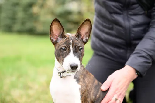 Басенджи Басенджи