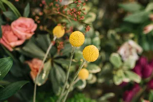 Растения «предупреждают» друг друга о стрессе через прикосновение