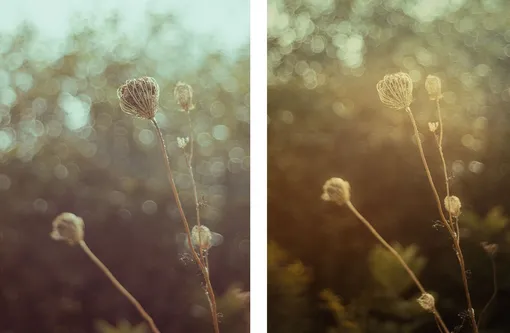 Винтажные линзы при ярком освещении имеют прекрасную мягкую прорисовку, часто с интересными бликами и боке. Фото выше — с советского Юпитера-8. / Винтажные линзы при ярком освещении имеют прекрасную мягкую прорисовку, часто с интересными бликами и боке. Фото выше — с советского Юпитера-8. /