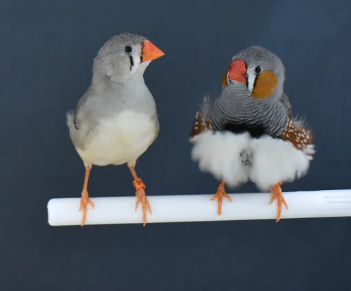 Зебровые амадины