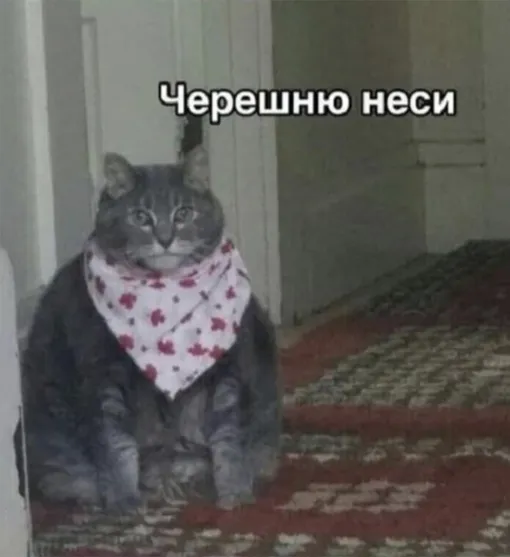 Кот