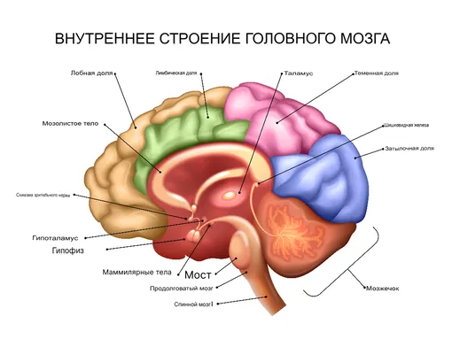 Как устроен мозг
