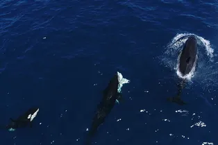 Зачем косатки убивают молодых белых акул: исследование Зачем косатки убивают молодых белых акул: исследование