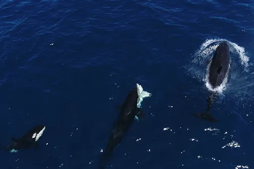 Зачем косатки убивают молодых белых акул: исследование Зачем косатки убивают молодых белых акул: исследование
