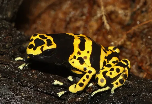 Священный древолаз (Dendrobates leucomelas) получил свое название потому, что считался священным и особо почитаемым среди некоторых индейских племен Южной Америки. Они смазывали слизью этих ядовитых лягушек свои стрелы Ядовитые лягушки: священный древолаз