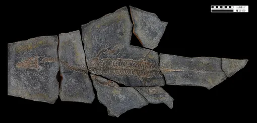 Lariosaurus valceresii