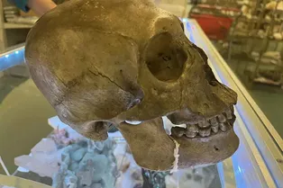 На Хэллоуин в антикварном магазине США нашли настоящий человеческий череп из XX века