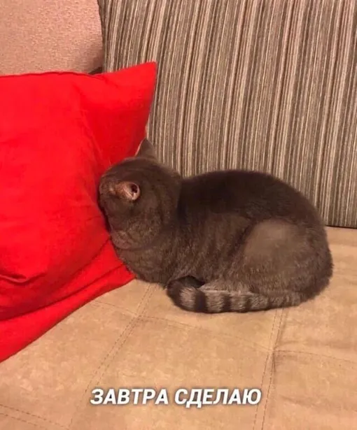Кот