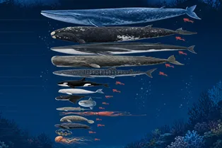 Самые крупные морские животные планеты: занимательная инфографика