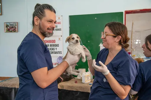 Ветеринары Ветеринары