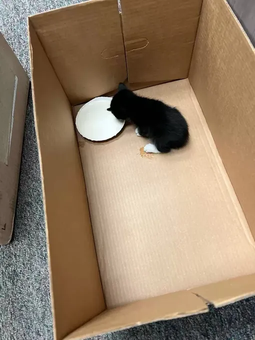 Застрявших котят накормили