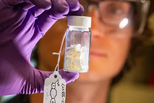 Новая молекула придает полимерам свойства металлов: будущее 3D-печати Новая молекула придает полимерам свойства металлов: будущее 3D-печати