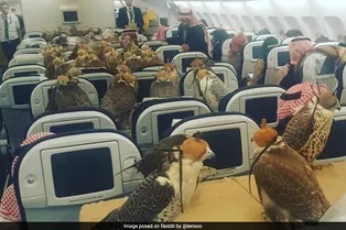 Богатые пернатые! Как саудовский принц выкупил 80 мест в самолете для своих соколов
