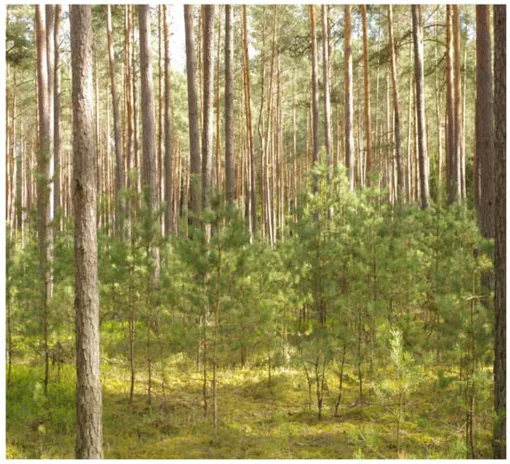 сосны в подлеске