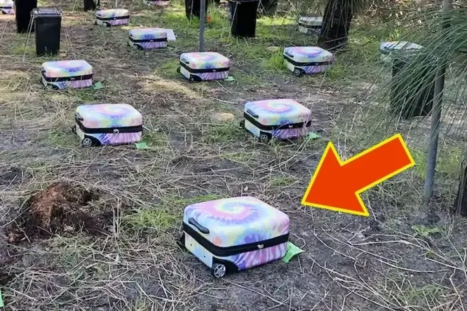 Ученые спрятали десятки трупов в чемоданы и спрятали их: самый дерзкий эксперимент криминалистов