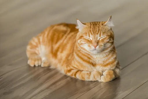 Спящий кот Спящий кот