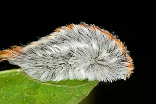 Токсин гусеницы может уничтожать раковые клетки — вот как ему это удается Токсин гусеницы может уничтожать раковые клетки — вот как ему это удается