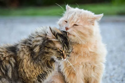 коты вылизываются коты вылизываются