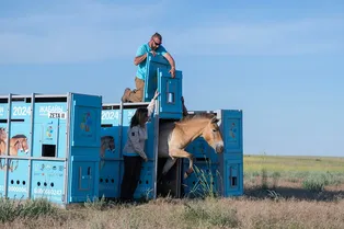 Спустя 200 лет единственные дикие лошади вернулись в Казахстан Спустя 200 лет единственные дикие лошади вернулись в Казахстан