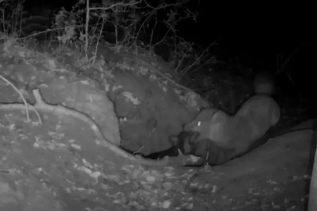 Камеры в Италии впервые зафиксировали, как рыжая лиса напала на волчонка