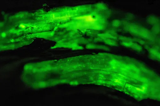 опенок светится опенок осенник грибы фото