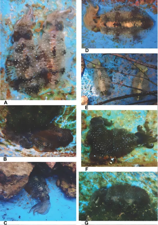 Различные стратегии маскировки, используемые белыми овальными кальмарами, или широ-ика. Различные стратегии маскировки,