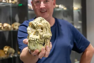 «Маленькая нога» может оказаться новым видом предков человека