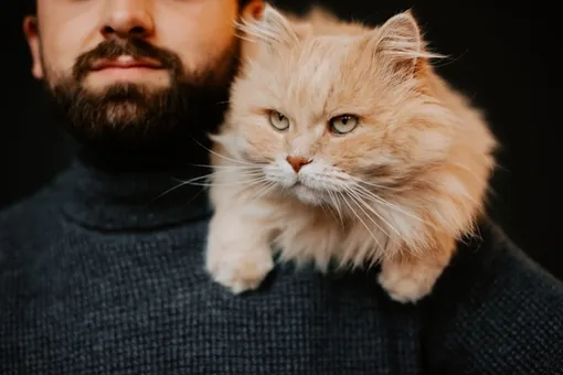 Оказалось, что коты предпочитают своих хозяев мужчин, а не женщин Оказалось, что коты предпочитают своих хозяев мужчин, а не женщин