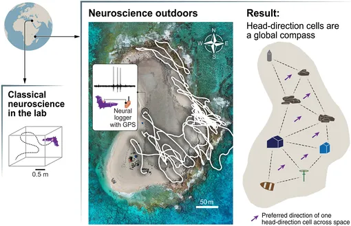 Графическая аннотация исследования