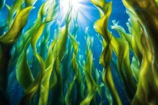 Как водоросли Гренландии хоронят углерод на дне океана: исследование Как водоросли Гренландии хоронят углерод на дне океана: исследование