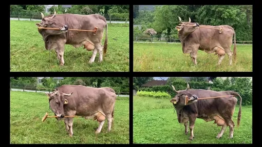 Корова использует инструменты