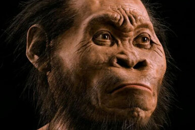 Когда вымерли последние представители Homo erectus — человека прямоходящего?